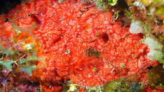 Monanchora arbuscula