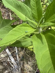 Graphocephala atropunctata