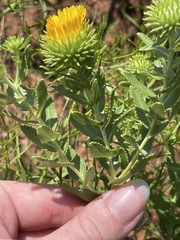 Grindelia