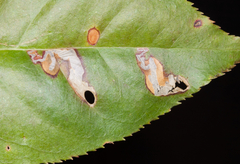 Coptodisca splendoriferella