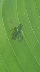 Dictyopharidae