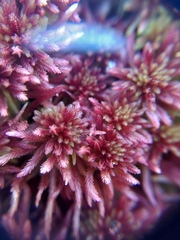 Sphagnum rubellum