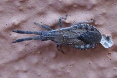 Scolopocerus secundarius