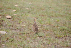 Scleroptila levaillantii