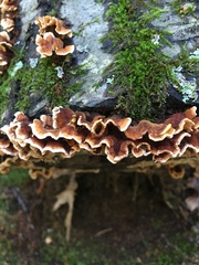 Stereum gausapatum