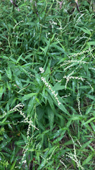 Persicaria punctata