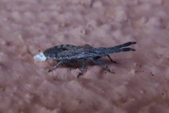 Scolopocerus secundarius