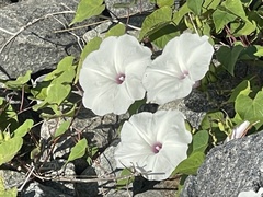 Ipomoea pandurata