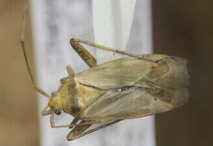 Miridae
