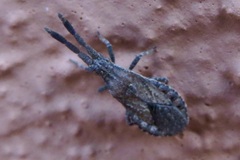 Scolopocerus secundarius