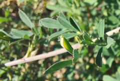 Medicago falcata