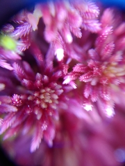 Sphagnum rubellum