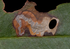 Coptodisca splendoriferella