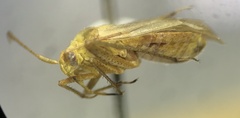 Miridae