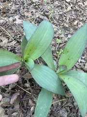 Tradescantia pallida
