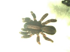 Alopecosa pulverulenta