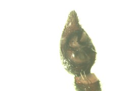 Alopecosa pulverulenta