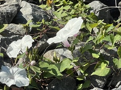 Ipomoea pandurata