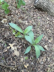 Tradescantia pallida