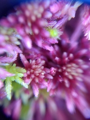 Sphagnum rubellum