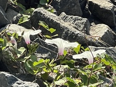 Ipomoea pandurata