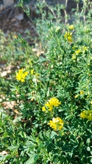 Medicago falcata