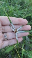 Rhynchospora nervosa