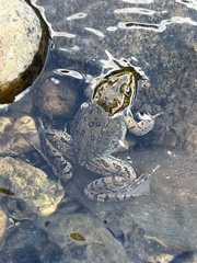 Rana luteiventris