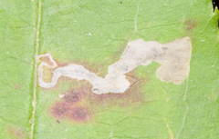 Coptodisca splendoriferella