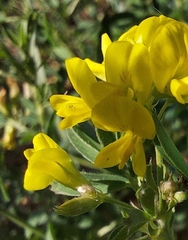 Medicago falcata