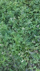 Rhynchospora nervosa