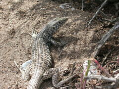 Aspidoscelis tigris tigris