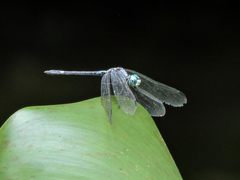 Micrathyria schumanni