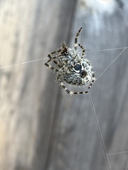 Araneus nordmanni