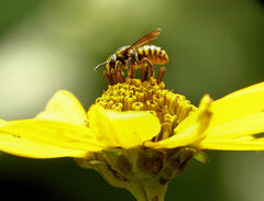 Paranthidium jugatorium lepidum