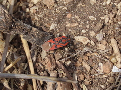 Spilostethus pandurus