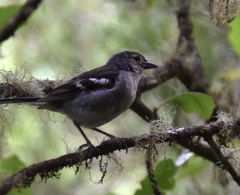 Fringilla coelebs maderensis