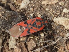 Spilostethus pandurus