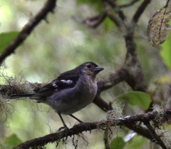 Fringilla coelebs maderensis