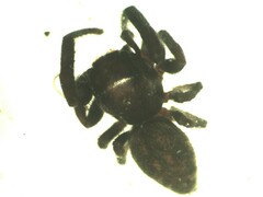 Macaroeris nidicolens