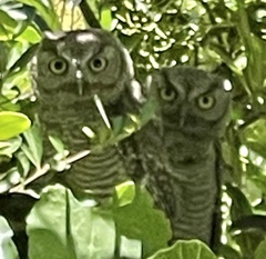 Megascops kennicottii