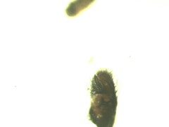 Macaroeris nidicolens