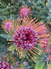 Leucospermum × hybridum