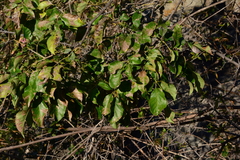 Handroanthus