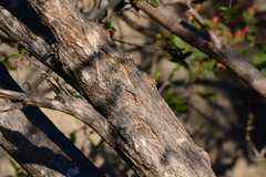 Handroanthus