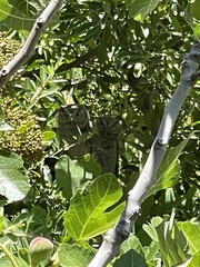 Megascops kennicottii