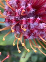 Leucospermum × hybridum