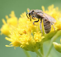 Lasioglossum pilosum