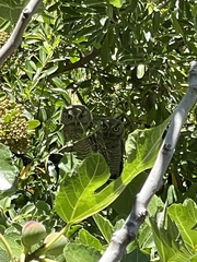 Megascops kennicottii