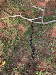 Pantherophis alleghaniensis